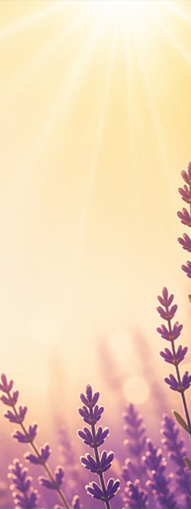 banner image